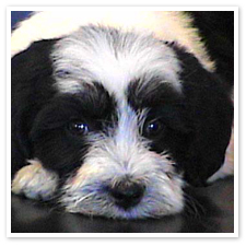 lowland sheepdog puppies for sale puppies lowland sheepdogs lowland sheepdog puppies for sale puppies lowland sheepdogs